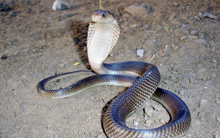 Puluhan Kobra Teror Perumahan di Jember, Warga Khawatir Ada Sarang Ular
