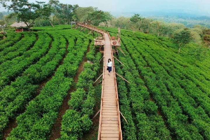 Mampir Ke Wisata Kebun Teh Saat Hujan Dan Mendung Bakal Makin Seru