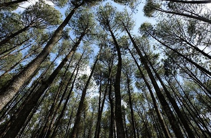 Hutan Pinus Makin Terkesan Misterius Saat Diguyur Hujan