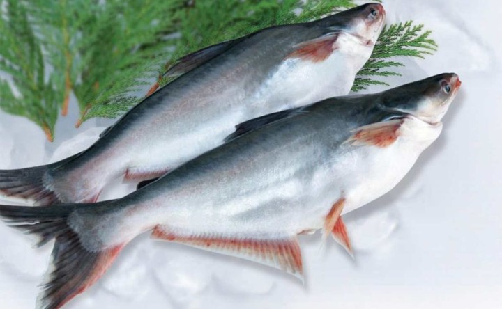 Selalu Pilih Ikan Patin Yang Segar Agar Tak Mudah Hancur
