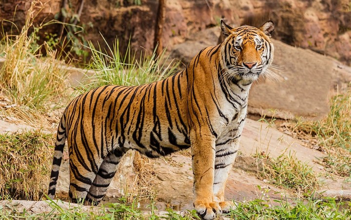 Polisi Imbau Warga Bertopi Terbalik Cegah Serangan Harimau, Untuk Apa?