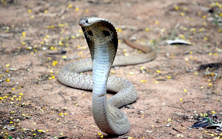 Puluhan Anak Kobra Meneror Bogor, Induk Ular Masih Belum Ditemukan