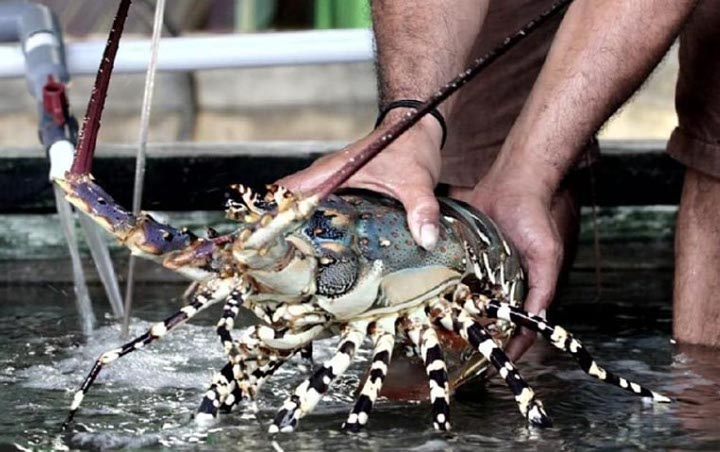 Serikat Nelayan Indonesia Tolak Wacana Edhy Ekspor Benih Lobster