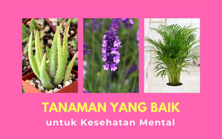 Tak Hanya Miliki Penampilan Cantik, 7 Tanaman Ini Juga Bagus Untuk Kesehatan Mental Loh!