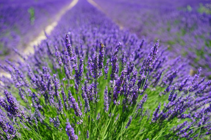 Lavender, Tanaman yang Baik Untuk Kesehatan Mental karena Bersifat Menenangkan