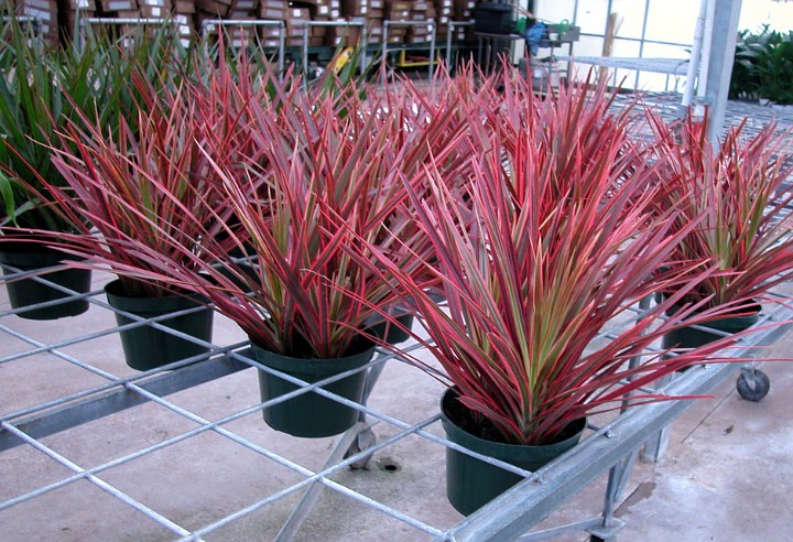 Turunkan Tingkat Stres dengan Meletakkan Tanaman Red-edged Dracaena di Dalam Ruangan