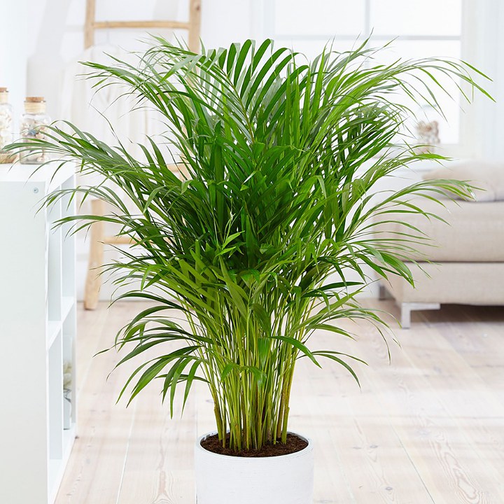 Areca Palm, Tanaman yang Berfungsi Memurnikan Udara dan Menurunkan Tingkat Kecemasan