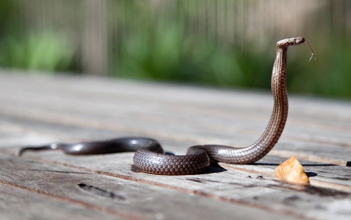 Heboh Ular Berenang Saat Banjir Pakar Reptil Minta Warga Waspada