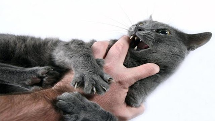Kamu Berisiko Terkena Penyakit Cakar Kucing Jika Memelihara Kucing