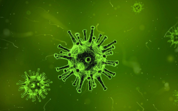 Virus Corona Diduga Berasal Dari Ular Begini Kata Ahli Toksikologi