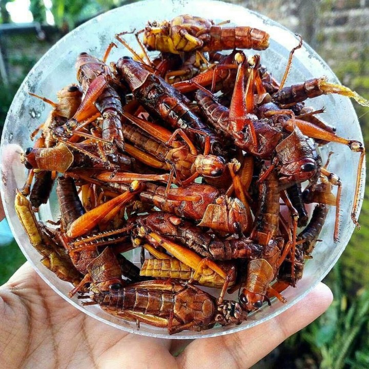 Tergoda Untuk Cicipi Belalang Goreng Khas Gunung Kidul Yang Enak Banget