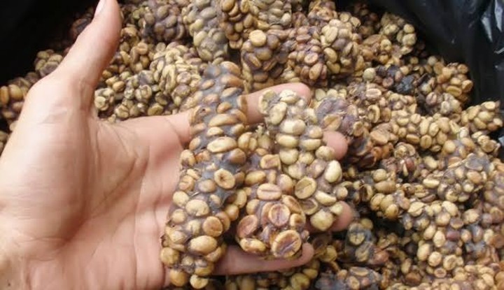 Kopi Luwak Yang Cita Rasanya Sudah Terkenal Di Seluruh Dunia