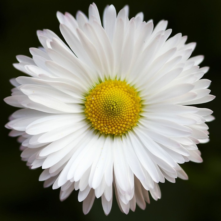 Bunga Daisy Tak HanyaTampilannya Yang Cantik Namun Juga Maknanya