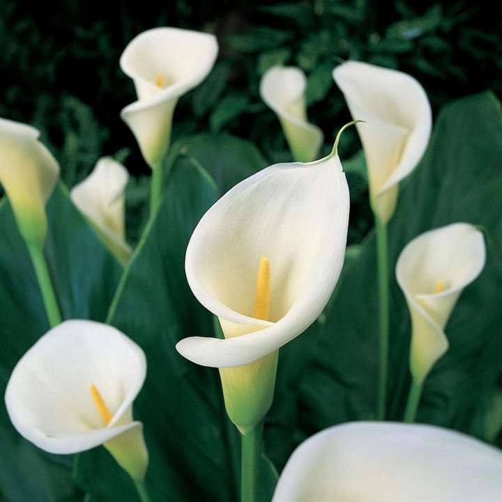 Calla Lily Bakal Menjadi Hadiah Elegan Untuk Pasangan Kalian