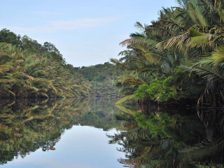 Taman Nasional Berbak dan Sembilang Yang Merupakan Konservasi Hutan Rawa Terluas Di Asia