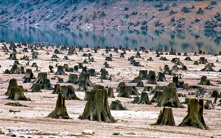 Marak Penggundulan Hutan, Pakar Ingatkan Habitat Satwa Hilang Picu Penularan Virus