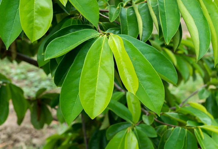 Daun Sirsak Juga Bisa Membunuh Kutu dan Telurnya dengan Ampuh Loh
