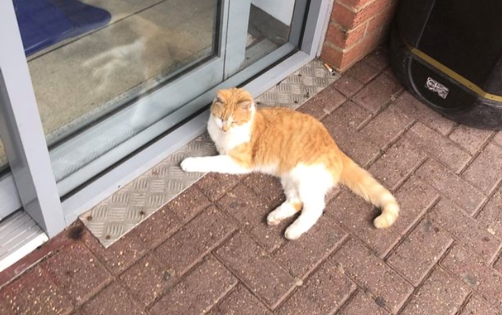 Viral ITS Larang Kucing Keliaran di Area Kampus, Ini Penjelasannya