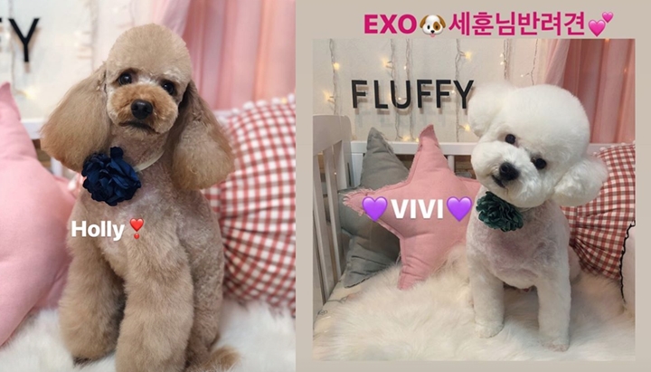 \'Anak\' Kesayangan Suga BTS dan Sehun EXO Ternyata Punya Hubungan Ini