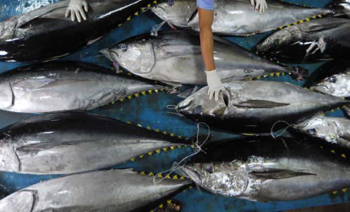 Meski Banyak Mengandung Mineral, Namun Ikan Laut Rentan Mengandung Merkuri