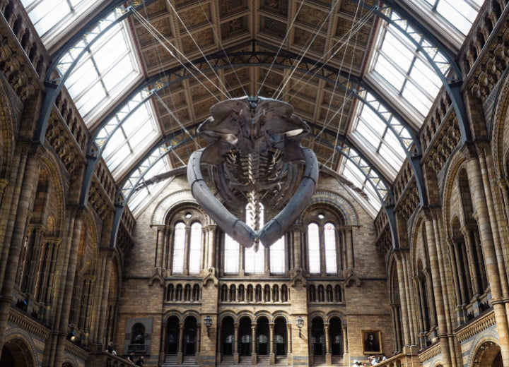 Natural History Museum London, Inggris