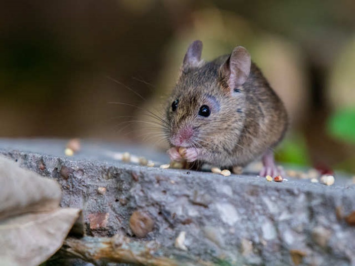 Apa Itu Hantavirus yang Menghebohkan Tiongkok dan Sejak Kapan Virus Ini Muncul?