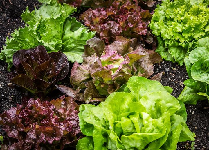 Selada Akan Makin Segar Jika Ditanam Di Kebun Sendiri