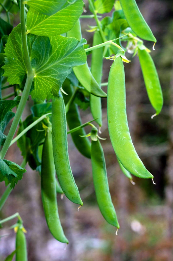 Kacang Polong