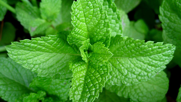 Pappermint