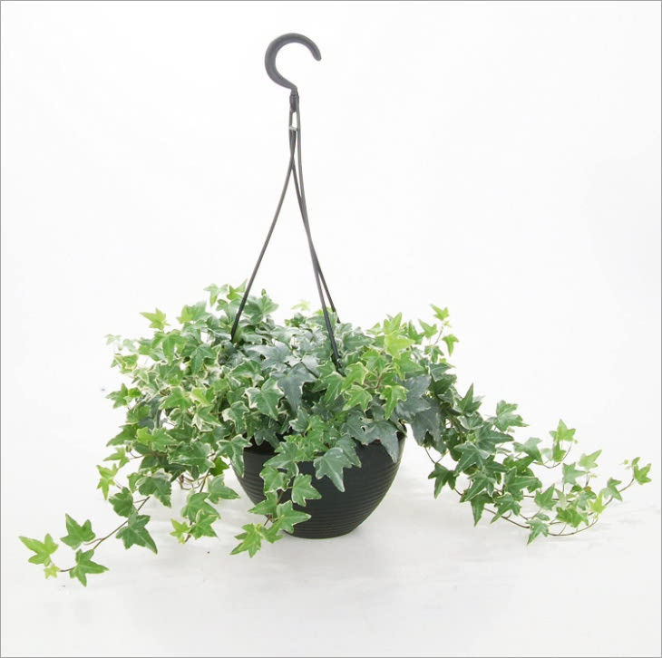 English Ivy