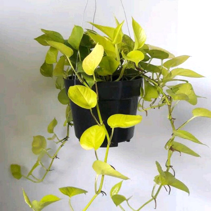 Daun Sirih Gading