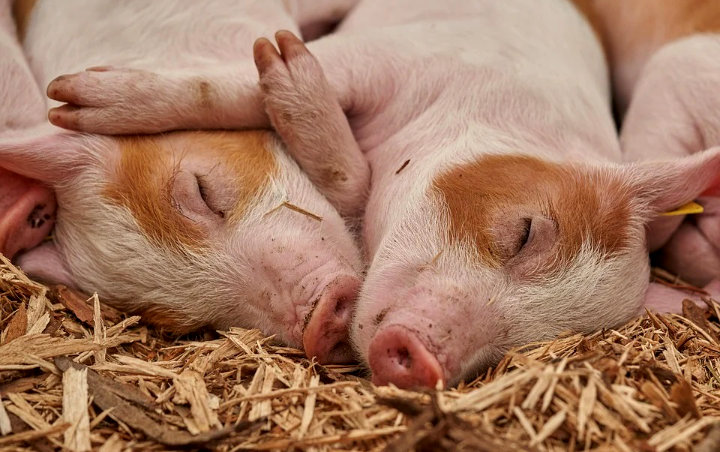 Virus ASF Masih Menjangkiti Hewan Ternak, Hampir 7.000 Ekor Babi Mati di NTT