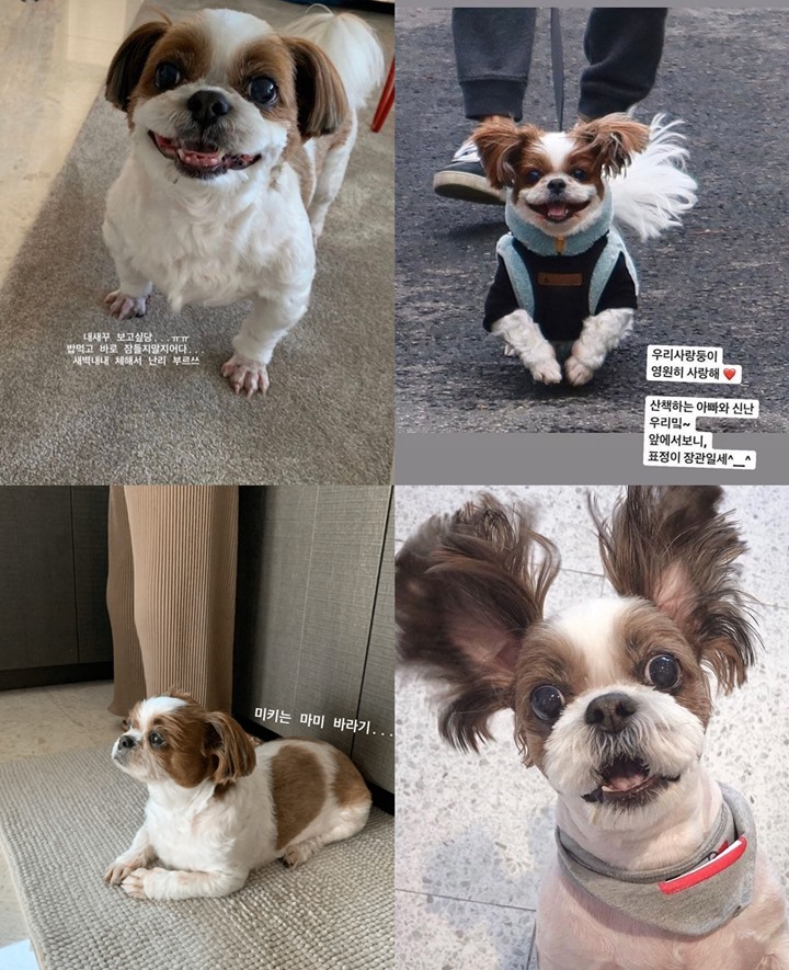 Anjing Kesayangan Auto Mager Tiap Kali Diajak Main J-Hope BTS 2