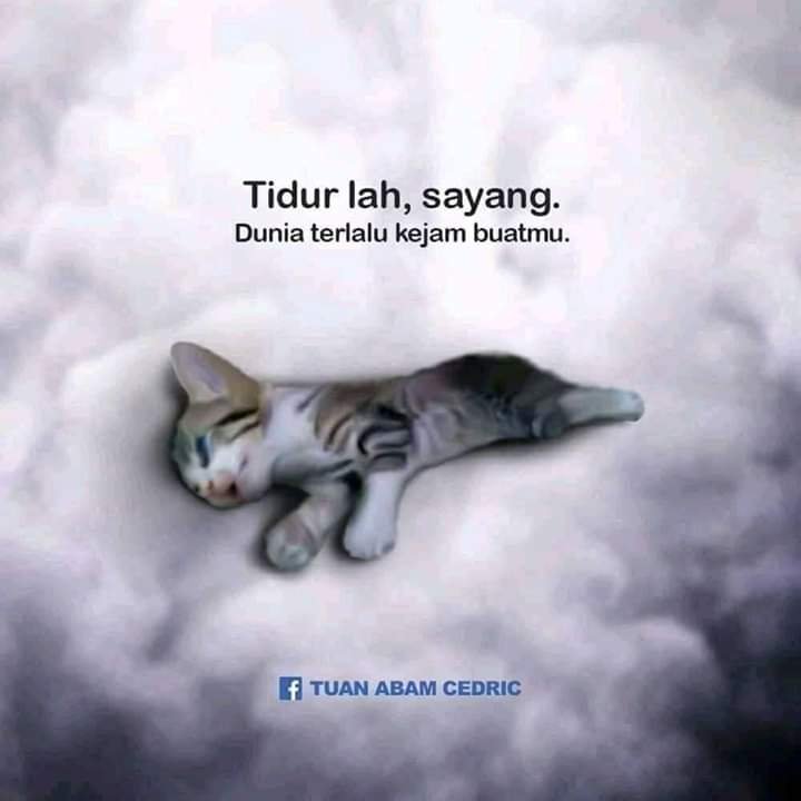 Viral Aksi Biadab Anak Kucing Diinjak Sampai Mati, Hal Tak Terduga Ini Alasannya-2