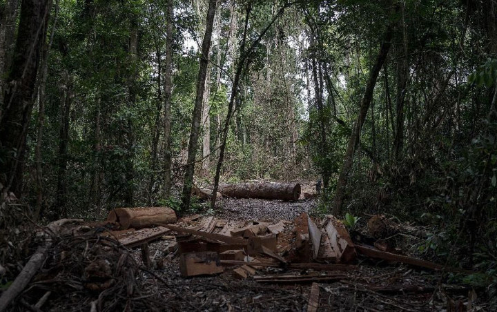 Deforestasi Amazon Disebut Bisa Hadirkan Pandemi Baru