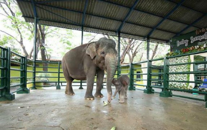 Kebun Binatang Surabaya Pastikan Kondisi Satwa Sehat Meski Tutup 2 Bulan Akibat Pandemi