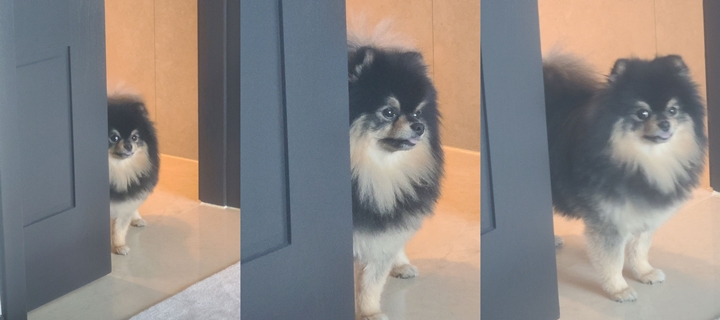 Yeontan Anjing Kesayangan V BTS Online Weverse Minta Daging Bebek