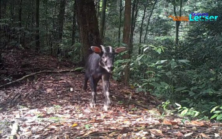 Bukan Kambing Biasa Sepasang Spesies Langka  Ini Terekam 