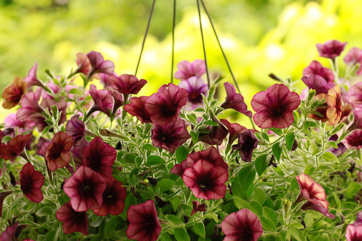 Isi Waktu Luang Dengan Percantik Halaman Ini 8 Rekomendasi Bunga Hias Yang Mudah Ditanam Di Rumah