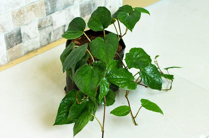 Daun Sirih