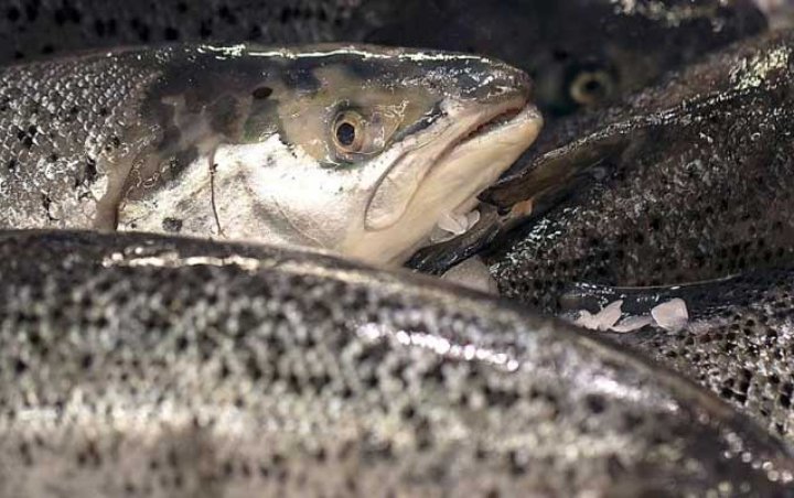 Norwegia Tegaskan Salmon Mereka Bukan Sumber Virus Corona di Pasar Beijing