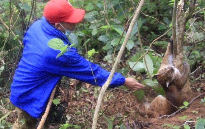 Kucing Emas Langka Terjerat Perangkap Babi, BKSDA Langsung Turun Tangan