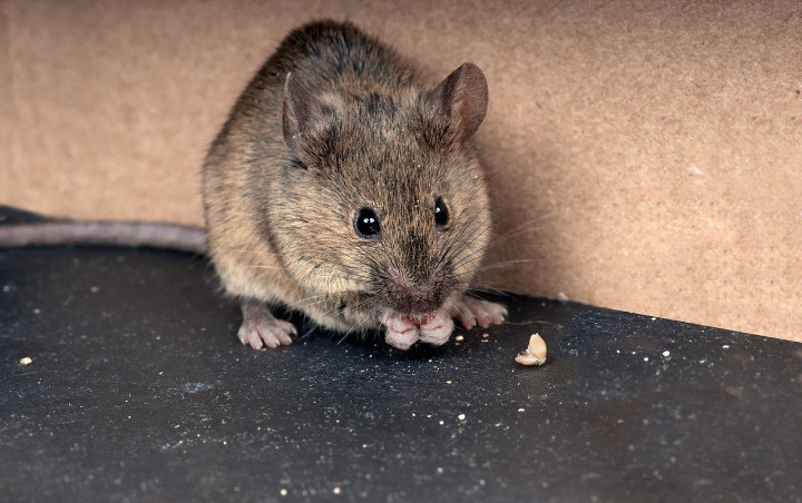 Kesal dengan Keberadaan Tikus di Dalam Rumah? Gunakan Saja 8 Bahan Alami Ini Untuk Mengusirnya