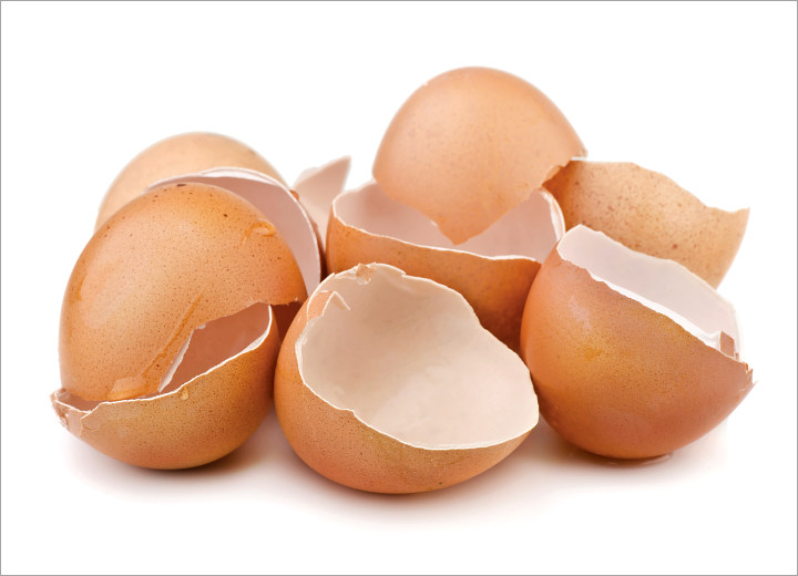 Cangkang Telur