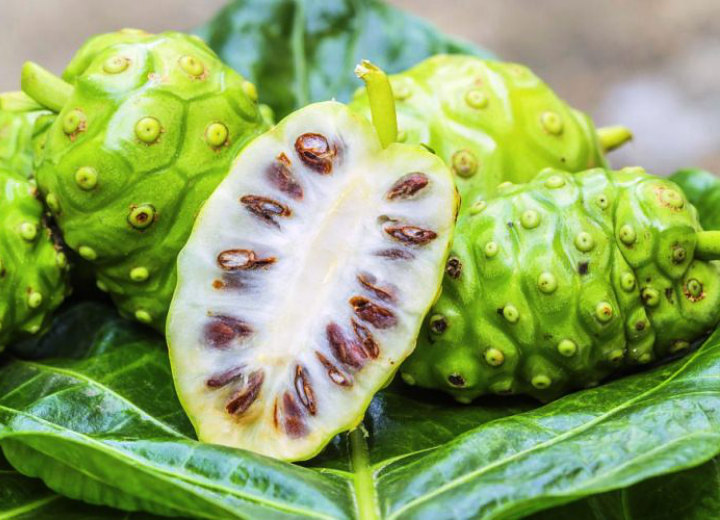 Buah Mengkudu