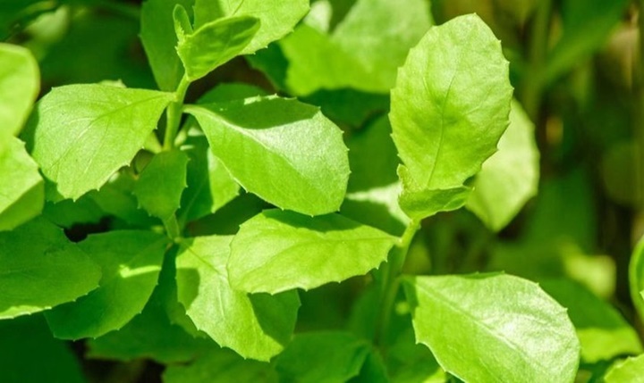 Daun Beluntas