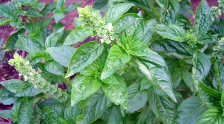 Bau Ketiak Tidak Sedap Bikin Enggak Percaya Diri Segera Atasi Dengan 8 Bahan Alami Ini