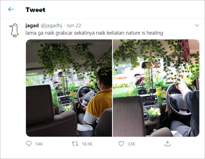Driver Online Penuhi Mobilnya dengan Tanaman Hias, Alasannya Tak Terduga