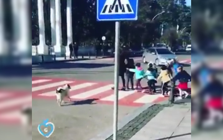 Viral Video Anjing Pintar Kawal Segerombol Murid TK yang Ingin Menyebrang Jalan