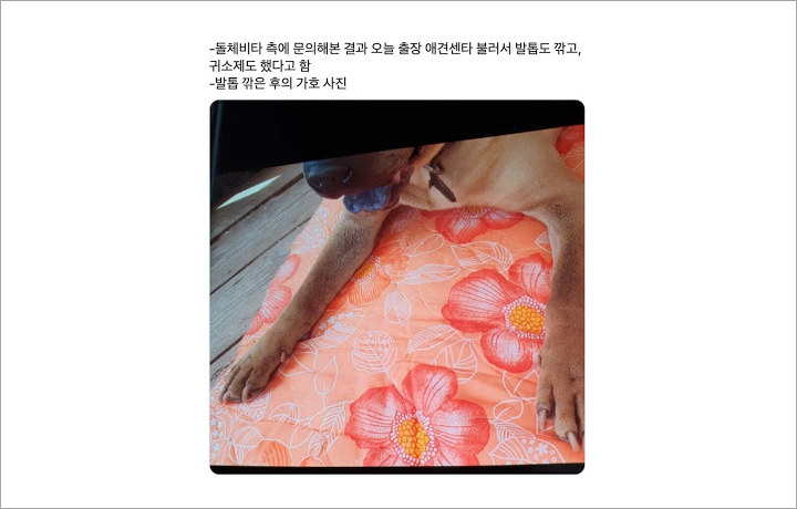 Kondisi Anjing G-Dragon Membaik Pasca Terungkap Diabaikan, Netizen Tetap Sinis
